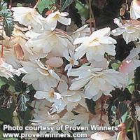 Illumination White Tuberous Begonia