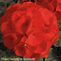 BullsEye Scarlet Geranium