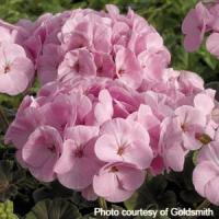 BullsEye Light Pink Geranium