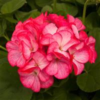 Pinto Premium Rose Bicolor Geranium