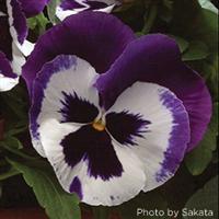 Majestic Giants II Blue And White with Blotch Pansy