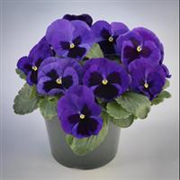 Majestic Giants II Mid Blue with Blotch Pansy