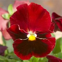 Majestic Giants II Red with Blotch Pansy