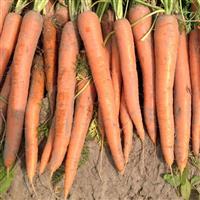 Orangeblaze Carrot