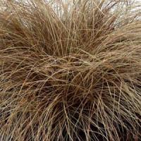 Grass Carex flagellifera Toffee Twist