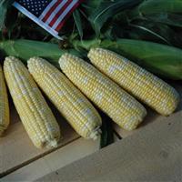 American Dream Sweet Corn