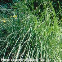 Grass Miscanthus sinensis Gracillimus