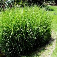 Grass Miscanthus strictus 