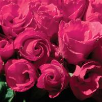 Primlet<sup>®</sup> Rose Primula