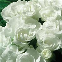 Primlet<sup>®</sup> White Primula