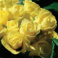 Primlet<sup>®</sup> Yellow Primula