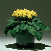 Primlet<sup>®</sup> Yellow Primula
