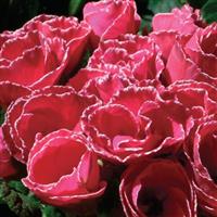 Primlet<sup>®</sup> Rose with Edge Primula