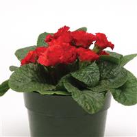 Primlet<sup>®</sup> Scarlet Red Shades Primula