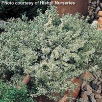 Herb Thyme citriodorus Silver Queen