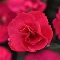 Dianthus Carmen™ Pink