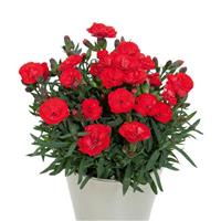 Dianthus Carmen™ Red
