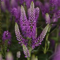 Veronica longifolia Skyward™ Lilac