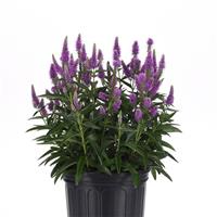 Veronica longifolia Skyward™ Lilac
