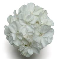 Presto™ White Zonal Geranium