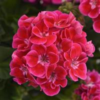 Presto™ Rose Flare Zonal Geranium
