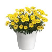 Zion™ Pure Yellow Osteospermum