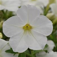 CannonBall™ White Petunia