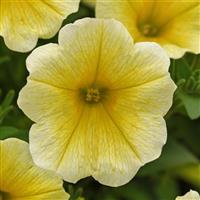 CannonBall™ Yellow Improved Petunia
