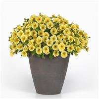 CannonBall™ Yellow Improved Petunia