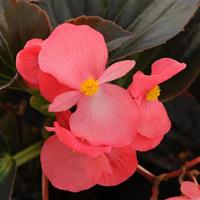 Whopper<sup>®</sup> Rose With Bronze Leaf Begonia