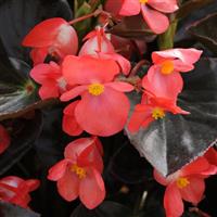 Whopper<sup>®</sup> Red With Bronze Leaf Improved Begonia