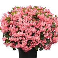 Whopper<sup>®</sup> Pink With Green Leaf Begonia