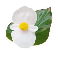 Whopper<sup>®</sup> White With Green Leaf Begonia