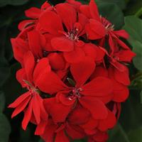 Royal™ Scarlet Red Ivy Geranium