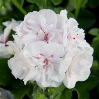 Royal™ White Ivy Geranium