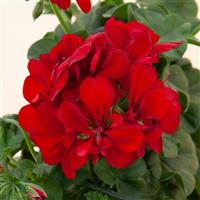 Royal™ Dark Red Ivy Geranium