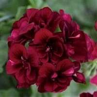 Royal™ Dark Burgundy Ivy Geranium