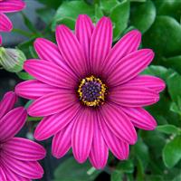 FlowerPower™ Compact Purple Osteospermum