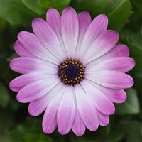 FlowerPower™ Compact Pink+Eye Osteospermum