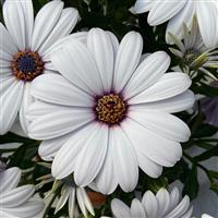 FlowerPower™ Compact White 25 Osteospermum
