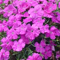 Diana Blueberry Dianthus
