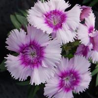 Diana Lavender Picotee Dianthus