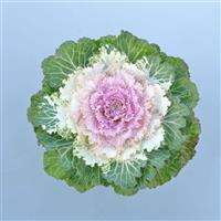 Osaka iQ Pink Bicolor Flowering Kale