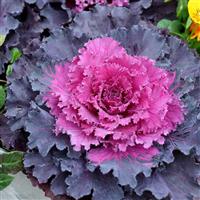 Osaka iQ Red Flowering Kale