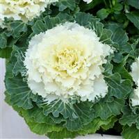 Osaka iQ White Flowering Kale