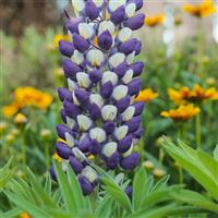 Lupin Gallery Blue Yellow Bicolor