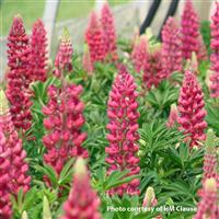 Lupin Gallery Red Shades
