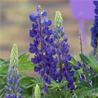 Lupin Gallery Pure Blue