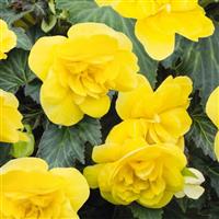 Nonstop Joy Yellow Tuberous Begonia