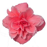 Nonstop Joy Mocca Rose Tuberous Begonia